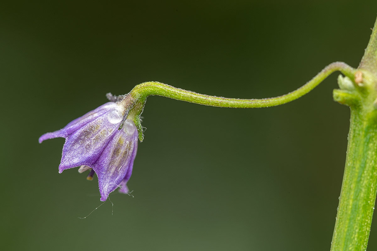 C.cardenasii-USDA-X-C.eximium-CAP-500.jpg.a1c35bd466b3f254d8bf1d78204d5d46.jpg