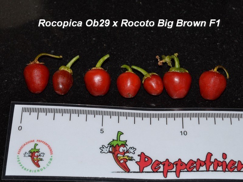 15 Rocopica OB29 x Rocoto Big Brown Frutti.jpg