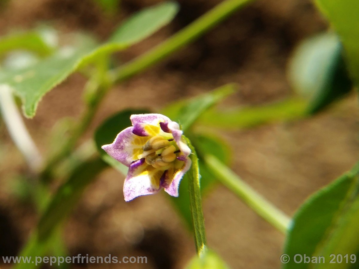 judy-s-blue-mystery-x-cap-1478-(f1)_001_fiore_02.jpg