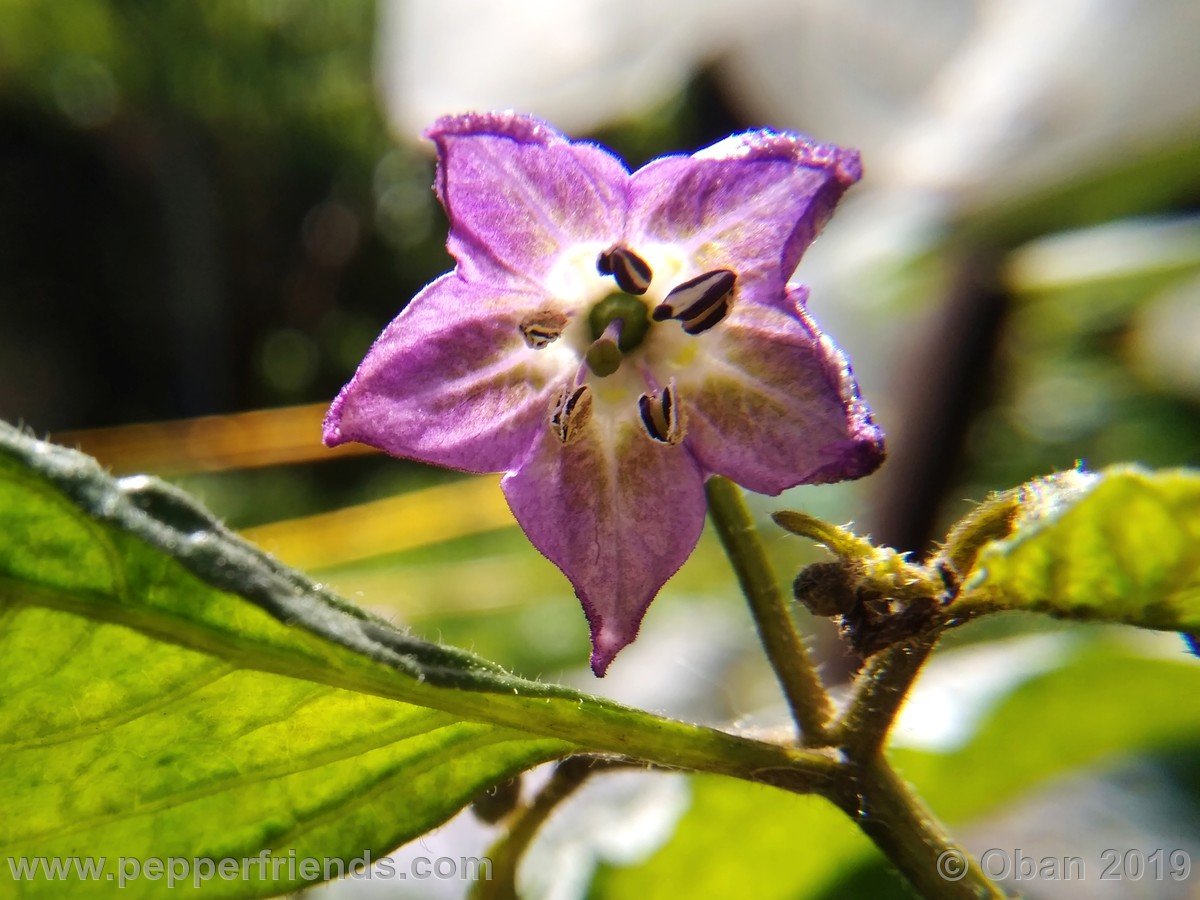 rocoto-big-brown-x-rocopica-ob03-f1-ob02_001_fiore_01.jpg