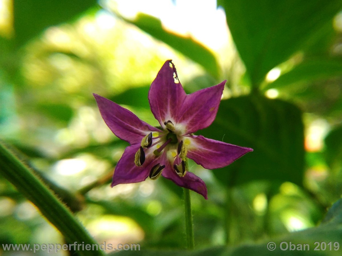 rocoto-big-brown-x-rocopica-ob03-f1-ob03_001_fiore_01.jpg