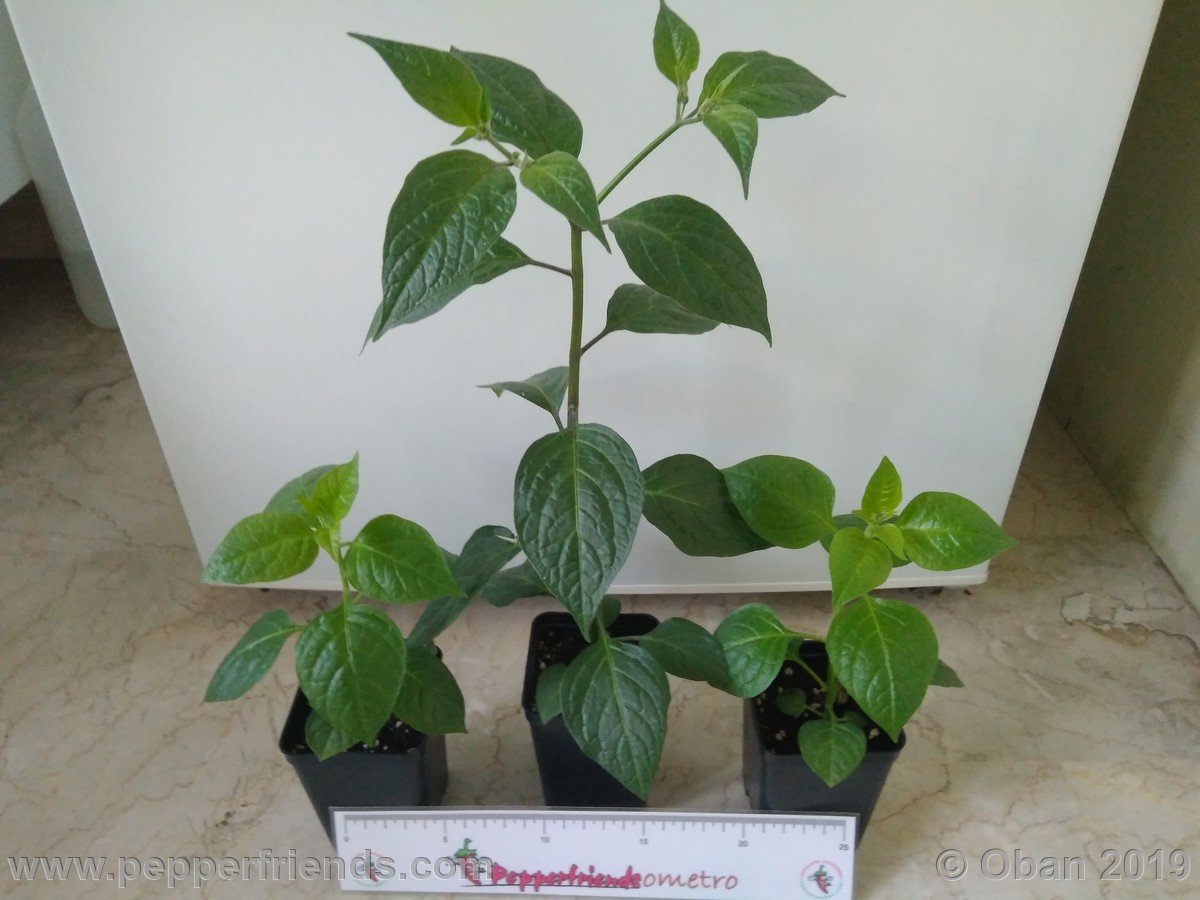 rocoto-big-brown-x-rocopica-ob03-f1-ob03_001_pianta_04.jpg