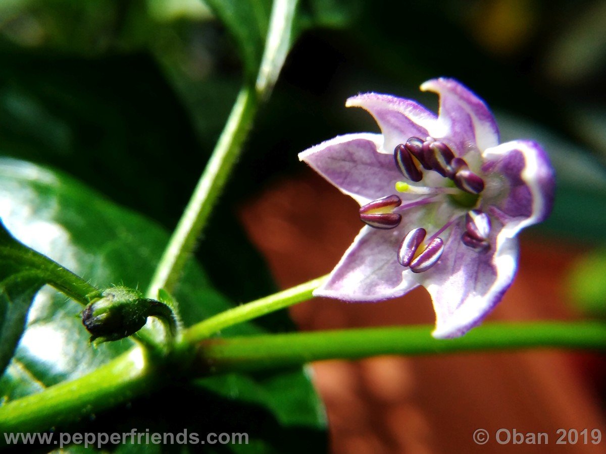 rocoto-riesen-yellow-x-rocoto-big-brown-f1-ob01_001_fiore_05.jpg