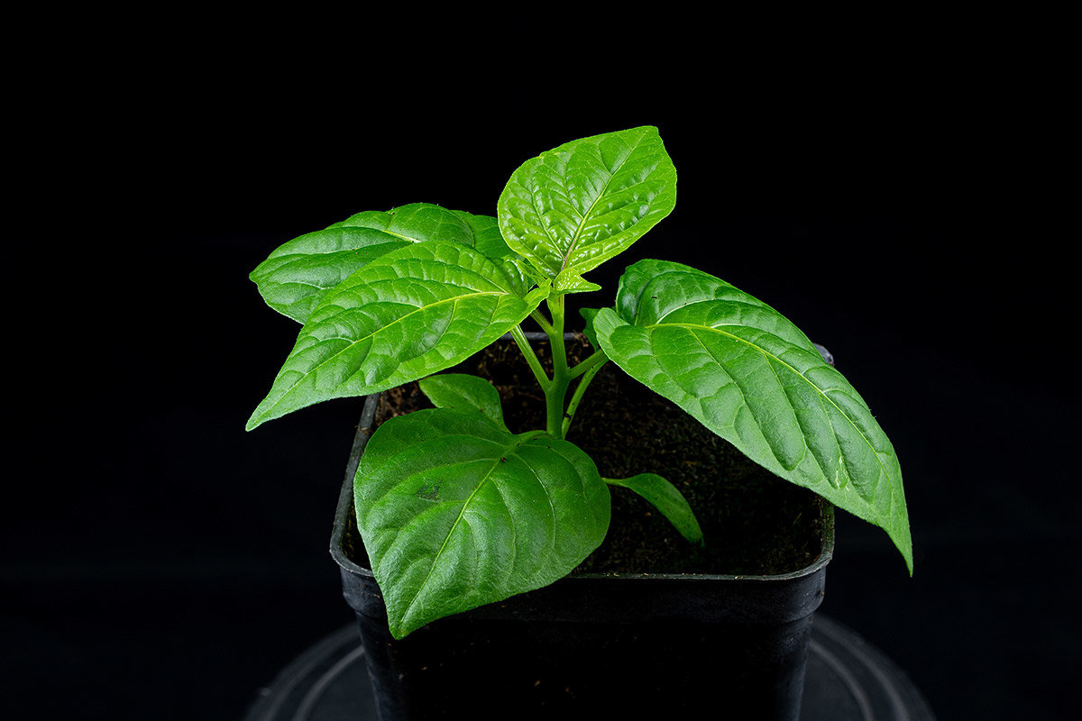 Bhut-Jolokia-Indian-Carbon.jpg.864ebe57592b4943d25fb29c2426102b.jpg