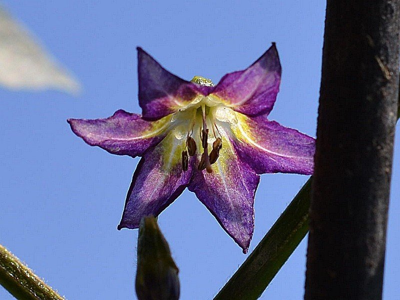 Sx500 RA05 T017 Fiore di fronte.jpg
