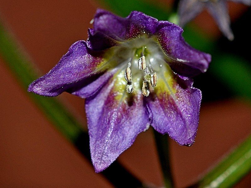 Sx500 RA05 Fiore davanti.jpg