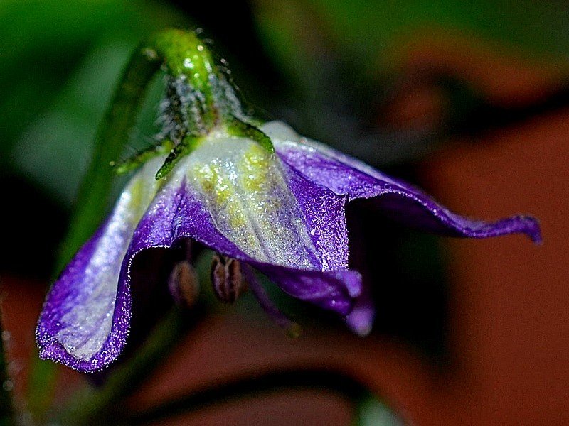 Sx500 F2 RA05 Fiore di sbieco.jpg