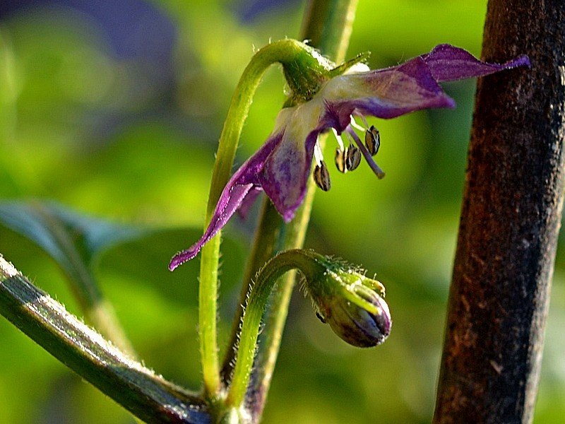 Sx500 RA05 T017 Fiore di lato.jpg