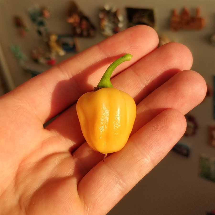 habanero.jpg.87f427b0478260c45745318fc4bb908b.jpg