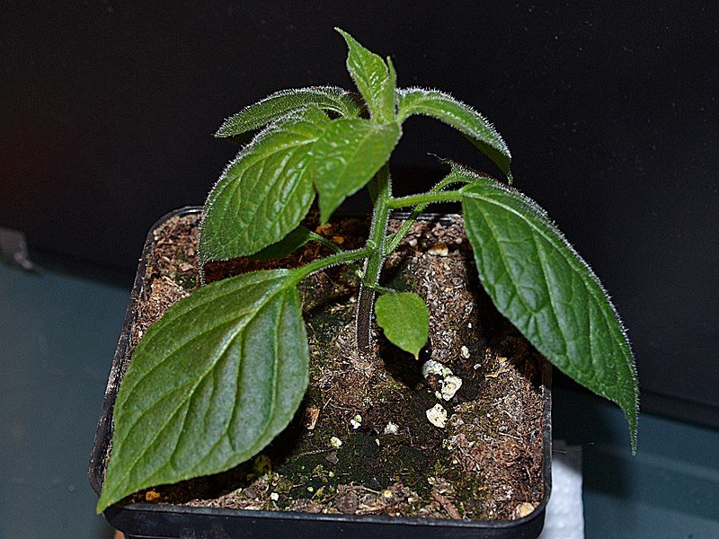 027 Rocoto Gaia x Ulupica Fiore Chiaro.jpg