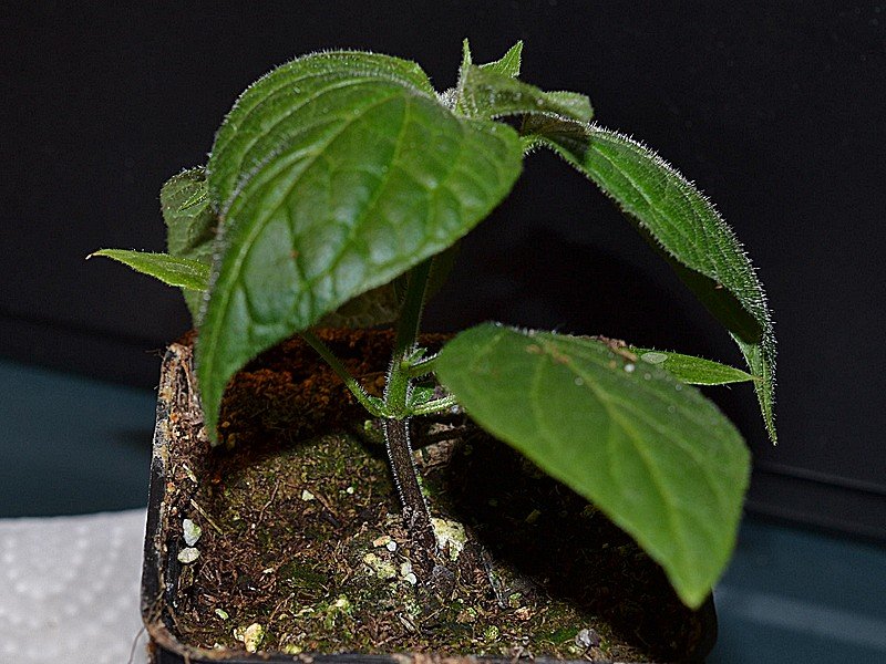 017 Rocoto Gaia x Ulupica Fiore Chiaro.jpg