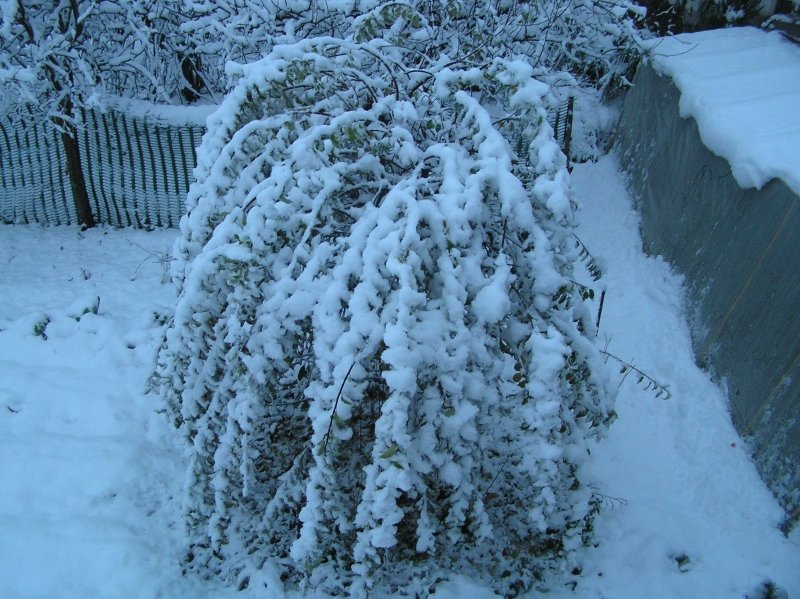 493285389_Rosmarinosottolaneve01.JPG.6c042601b1a8ff30043110916a2650d1.JPG