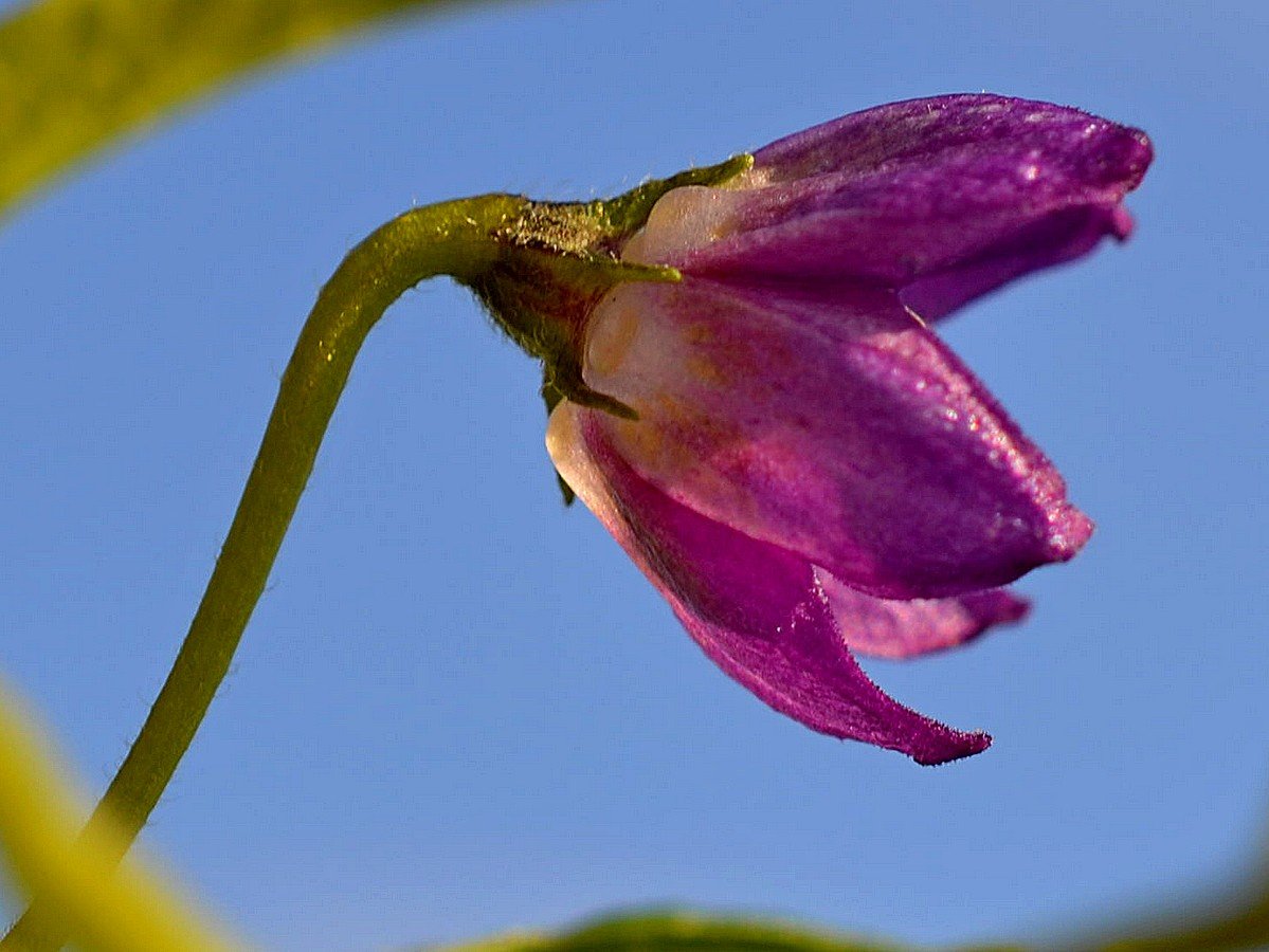 RA Ventitre - Gaia X - Fiore di Lato.jpg