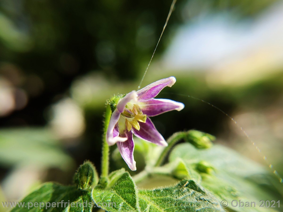 Peperoncini 2021 - 0905.jpg