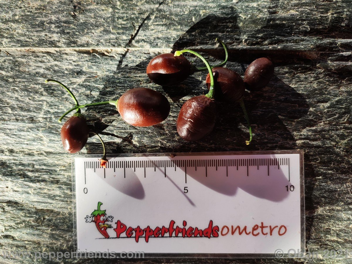 Peperoncini 2021 - 0891.jpg