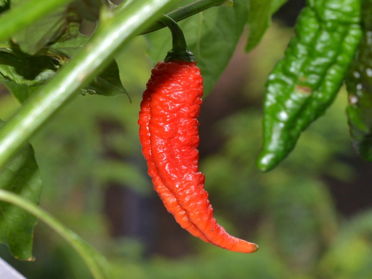 A - Ghostly Jalapeno x Bhut Jolokia Rust Red.jpg