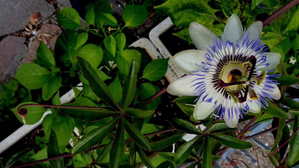 543251629_2passiflora.jpg.7e243f2903682cb28f90bef3d933e318.jpg