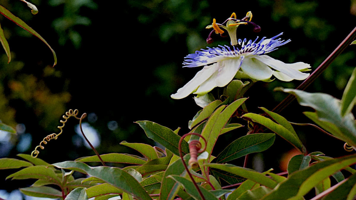 894072457_1passiflora.jpg.4f9062b4a8c389d0138410458f83c53d.jpg