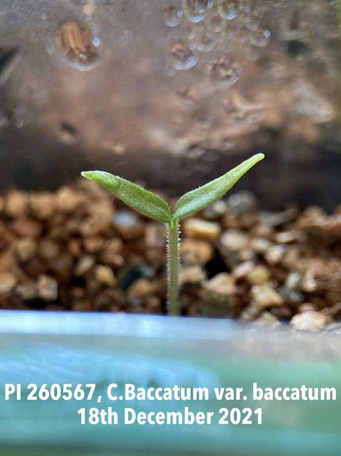 20211218-Baccatum-var-baccatum-PI260567-p1.jpg.88c71c32f00f5b1d83c1e5237be2a19f.jpg
