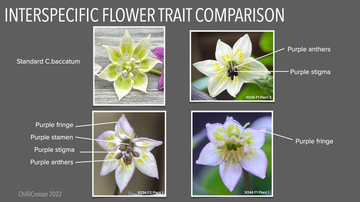 interspecific-flower-trait-comparison.jpg.7eb78b849a5285067b8da745214a2a07.jpg