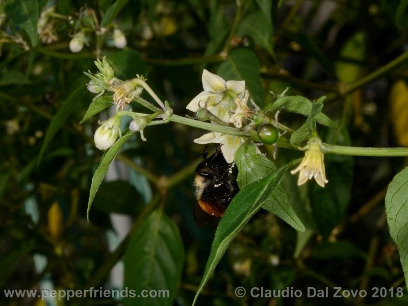 pollinator2.jpg